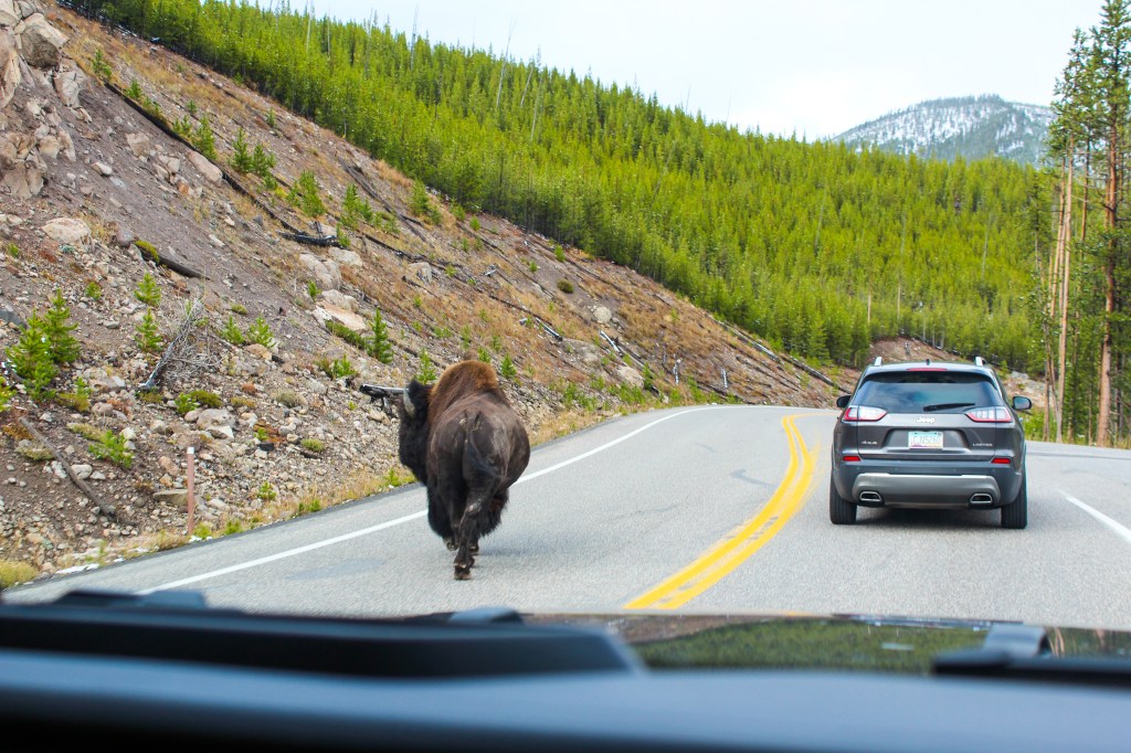 First person view looking out the front windshield of a 2018 Jeep Wrangler Unlimited Sport. There is a gray SUV ahead on the right side of the road and on the left side of the road is a bison walking away. There are green trees in the background of the photo. 