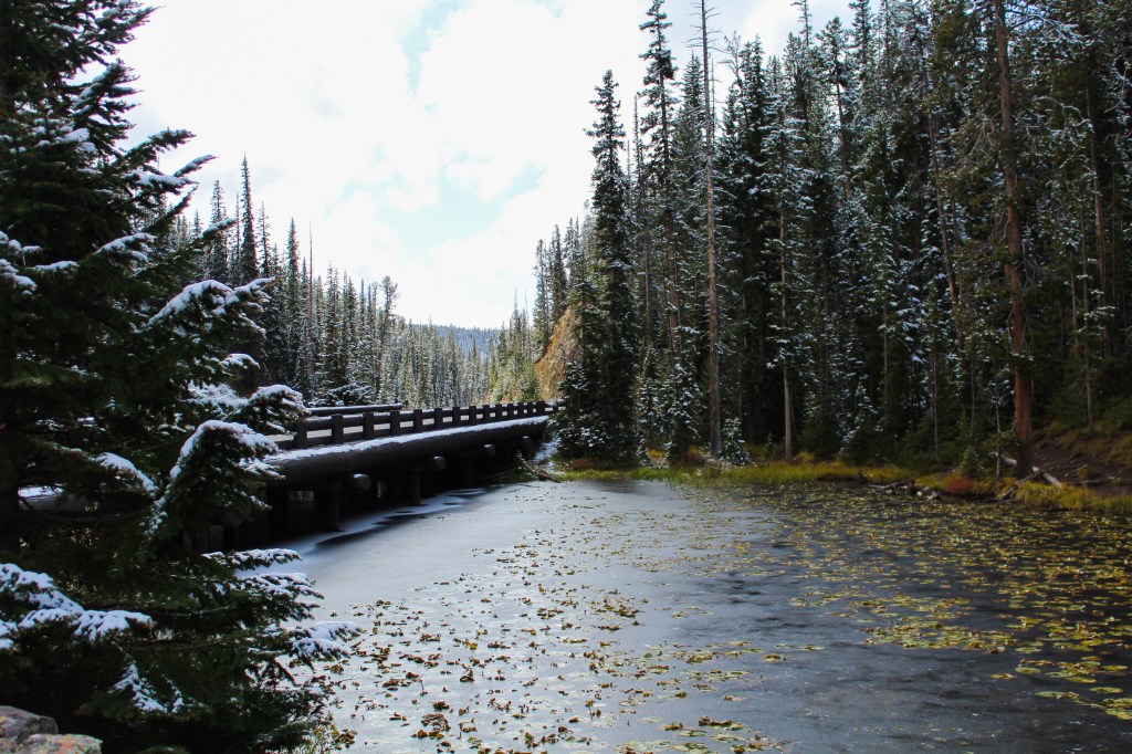 frozen pond with lily pads on the continental divide 