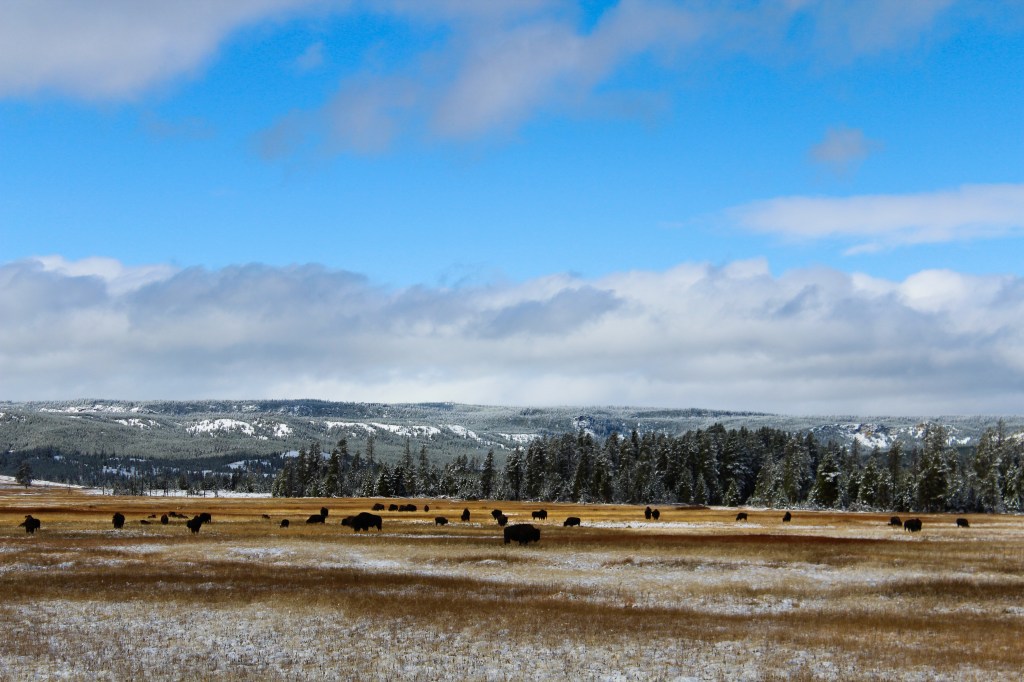 Bison roaming