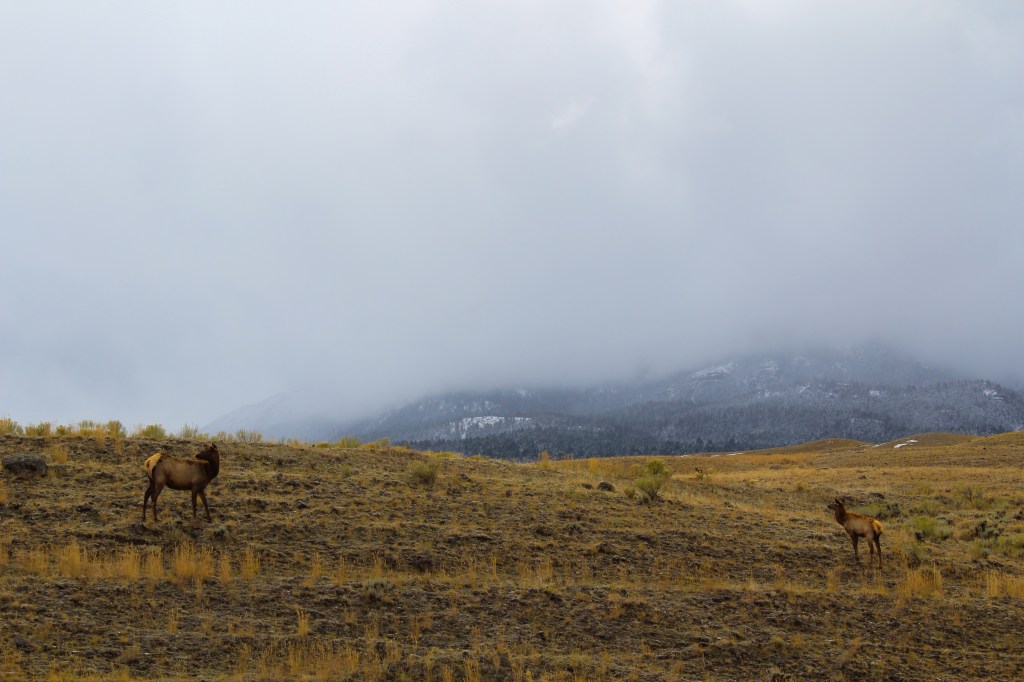 Elk in Gardner, Montana