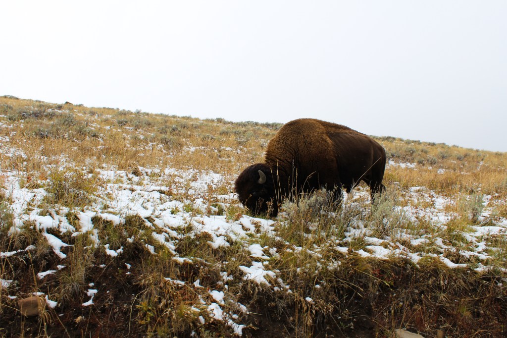 Bison grazing on the side of the road