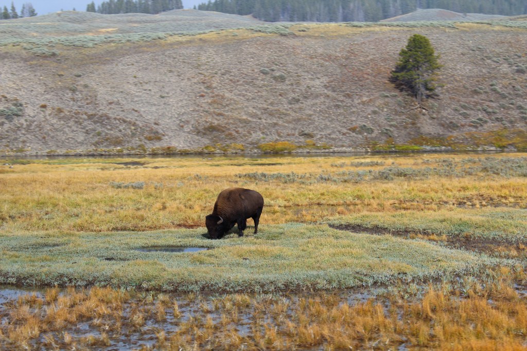 Bison grazing