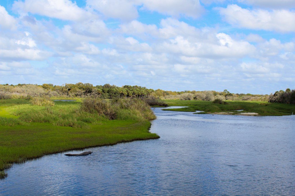alligator resting on the edge of the river 