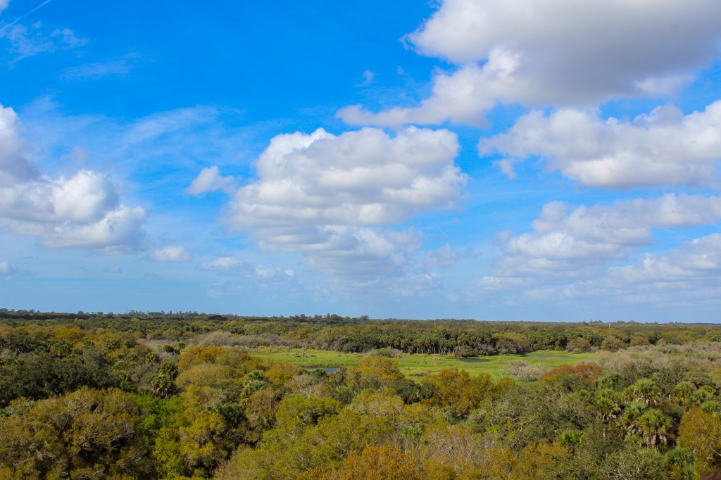 view from the top of the canopy tower