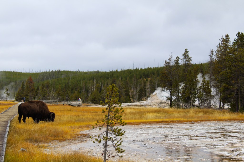 Bison near the boardwalk in the Upper Geyser Basin