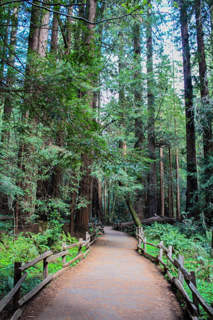 Muir Woods, coastal redwoods surrounding path