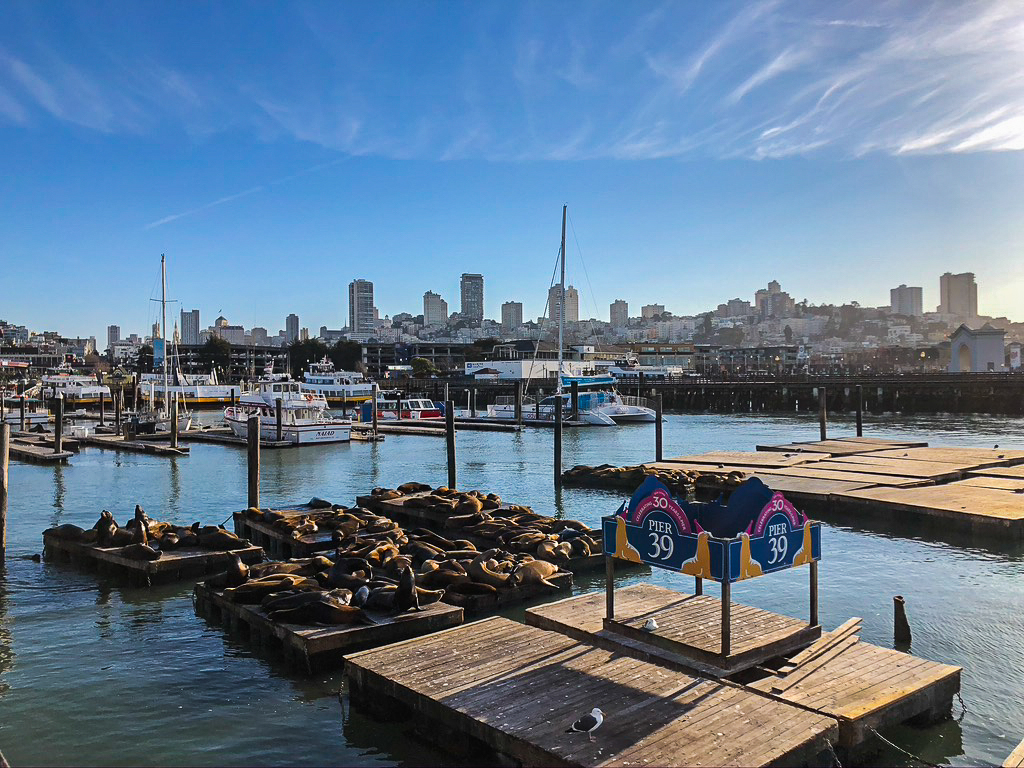 Pier 39 Sea Lions